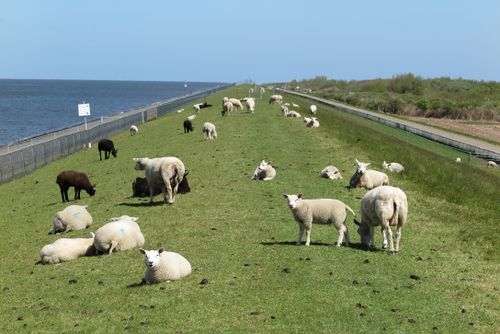 schapen lopen over de kruin van de dijk, Lauwersoog
