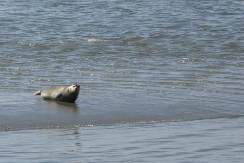 zeehond op een plaat, Het Wad